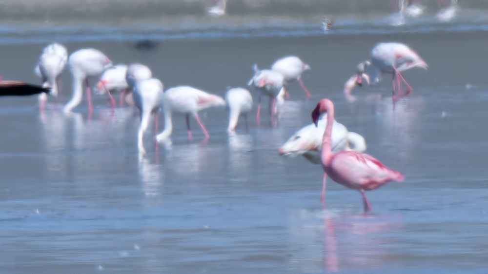 Lesser Flamingo
